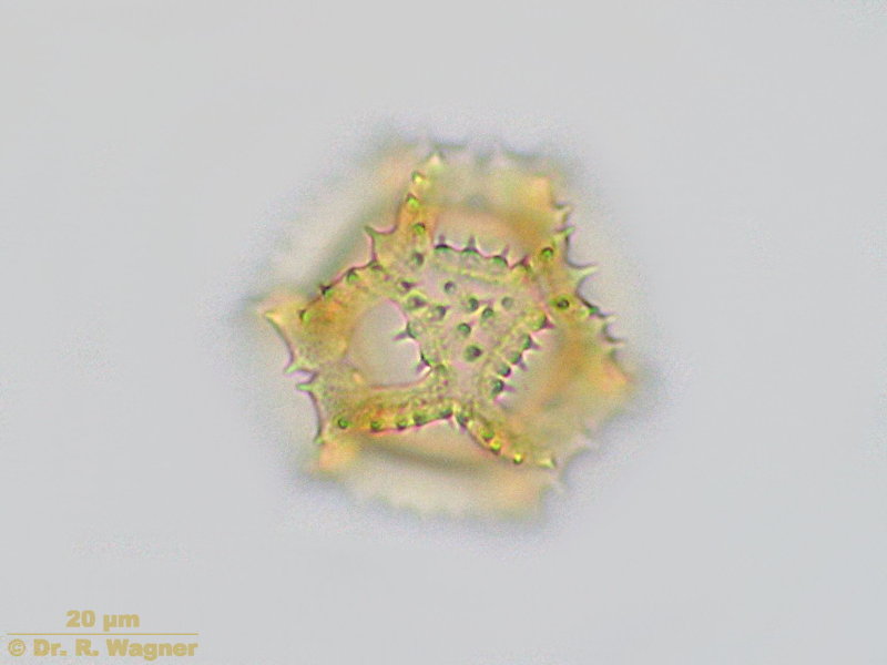 Taraxacum officinale #4004