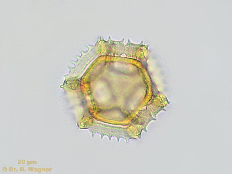 Taraxacum officinale #4005