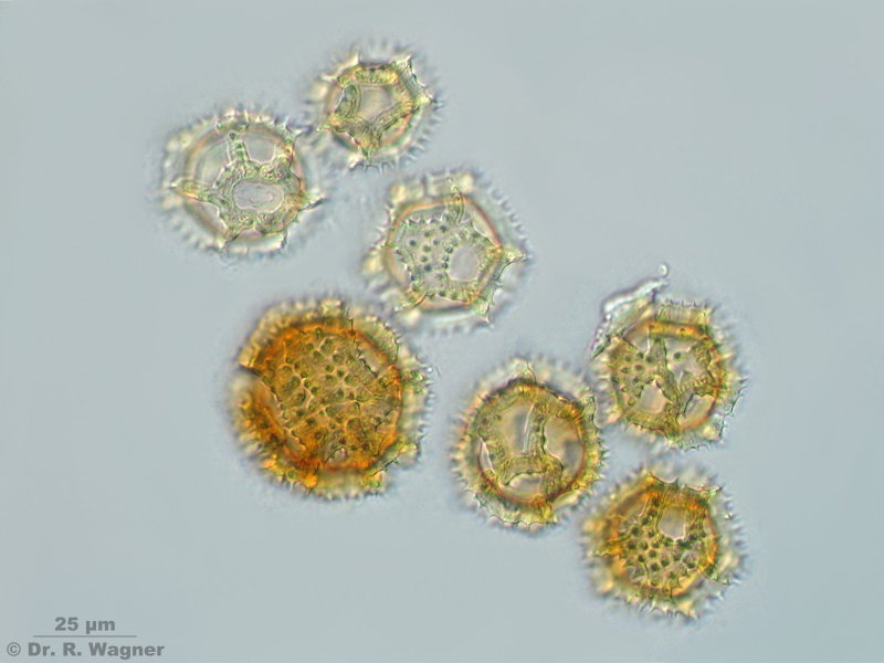 Taraxacum officinale #4003