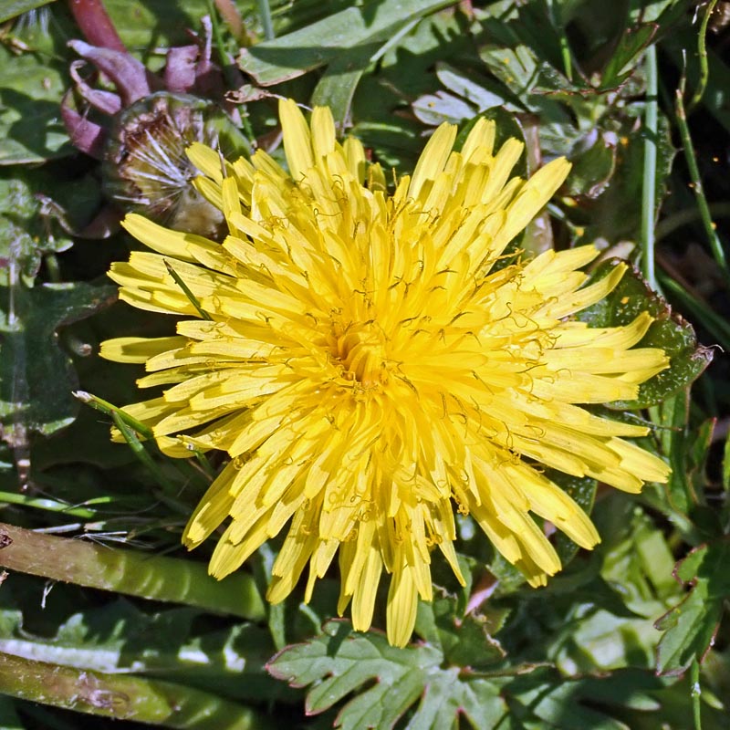 Taraxacum sp. #58838