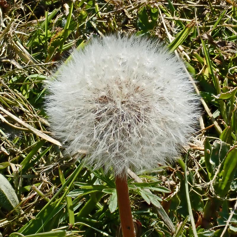 Taraxacum sp. #58839