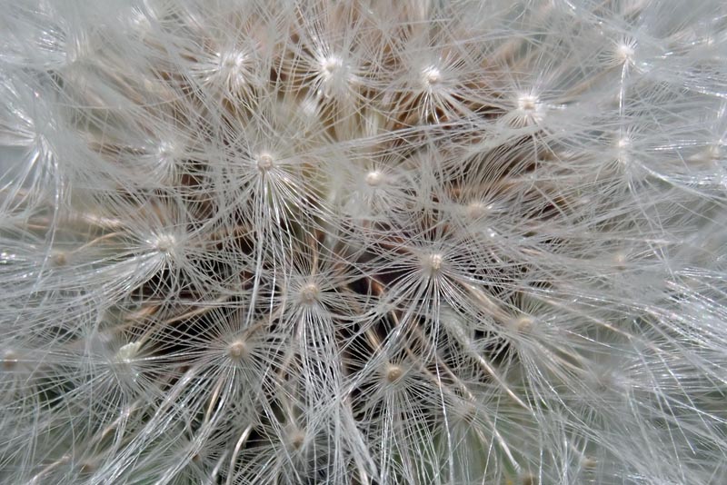 Taraxacum sp. #58840