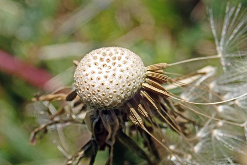 Taraxacum sp. #58841