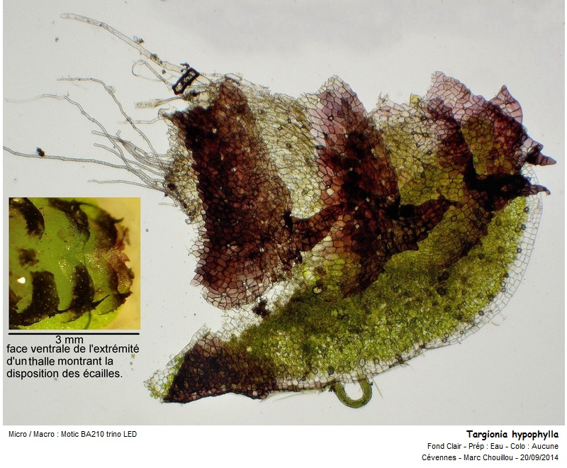 Targionia hypophylla L. #39132