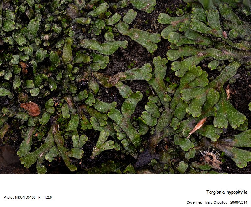 Targionia hypophylla L. #39130