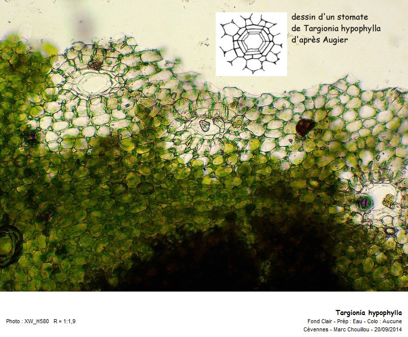 Targionia hypophylla L. #39134
