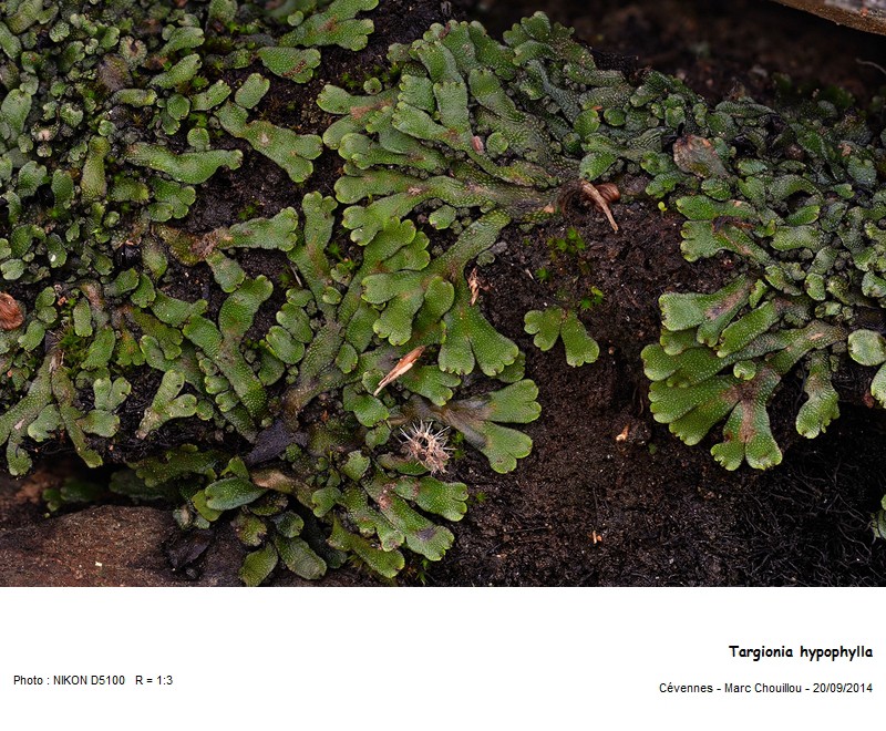 Targionia hypophylla L. #39129