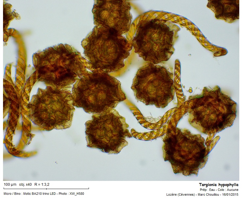 Targionia hypophylla L. #40417