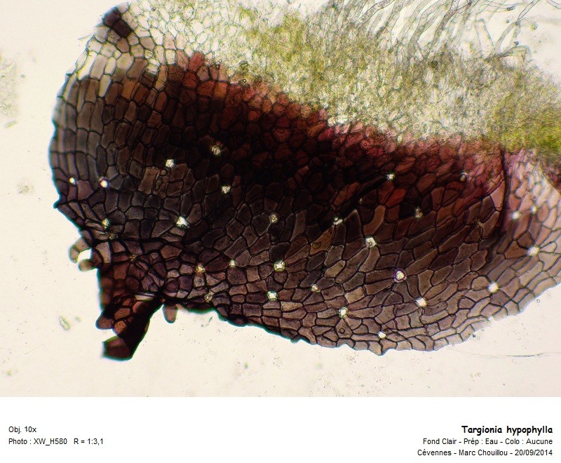 Targionia hypophylla L. #39133