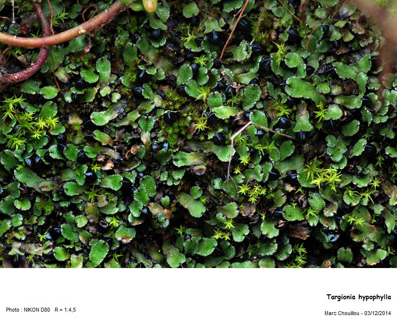 Targionia hypophylla L. #40415