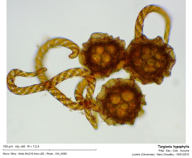 Targionia hypophylla L. #40419