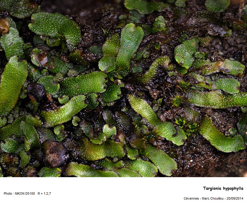 Targionia hypophylla L. #39131