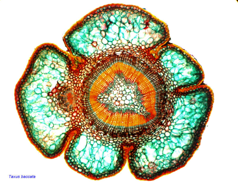 Taxaceae - Taxus et Torreya #20150