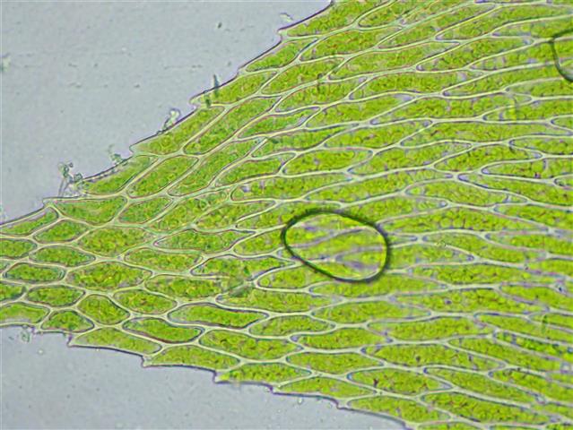 Taxiphyllum wissgrillii (Garov.) Wijk & Margad. #65833
