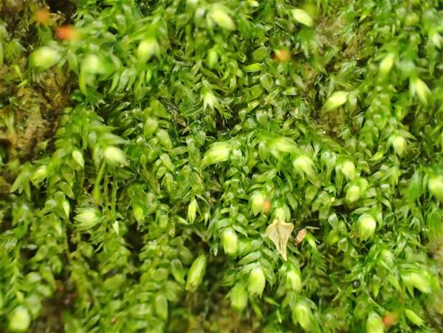 Taxiphyllum wissgrillii (Garov.) Wijk & Margad. #65828