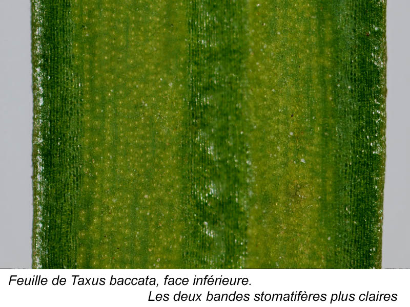Taxus baccata, coupes de feuille #15160