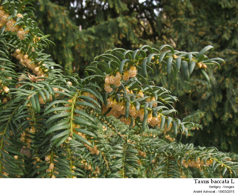 Taxus baccata L. #43971