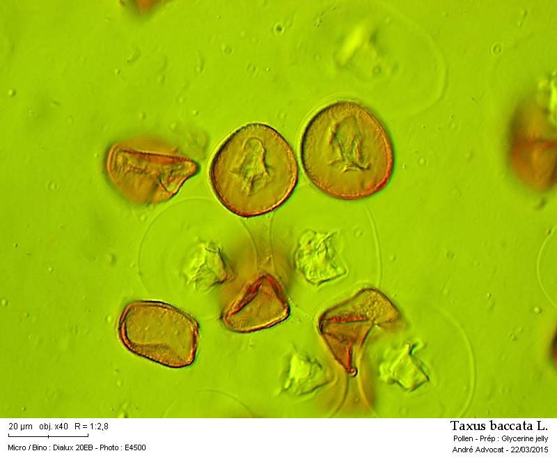 Taxus baccata L. #43972