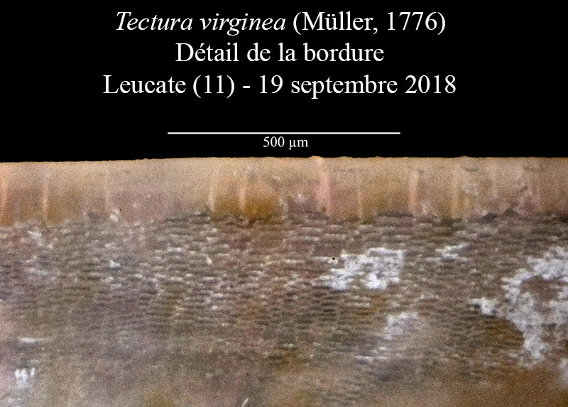Tectura virginea #57762