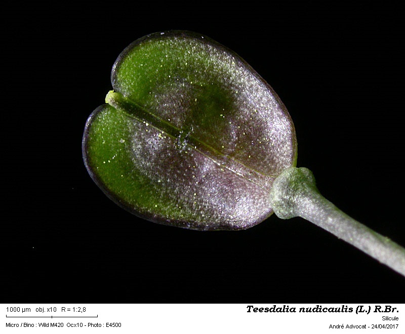 Teesdalia nudicaulis (L.) R.Br. #49888