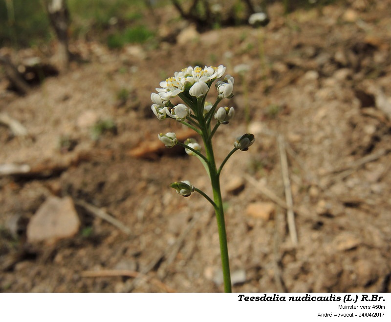 Teesdalia nudicaulis (L.) R.Br. #49886