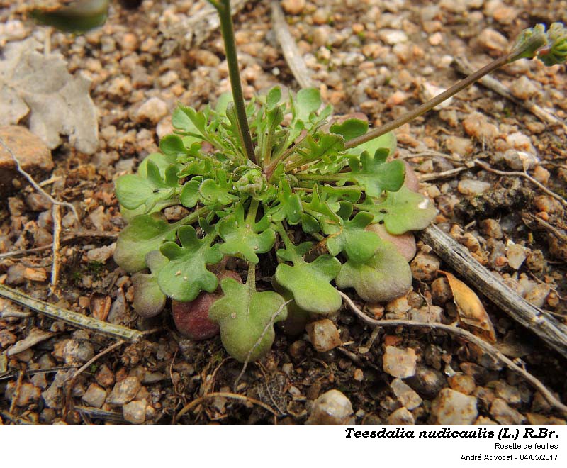 Teesdalia nudicaulis (L.) R.Br. #49887