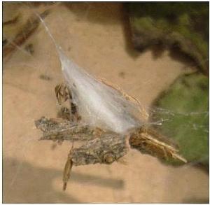 Tegenaria cf atrica (cocons + bébés) #5475
