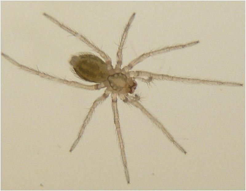 Tegenaria cf atrica (cocons + bébés) #5472