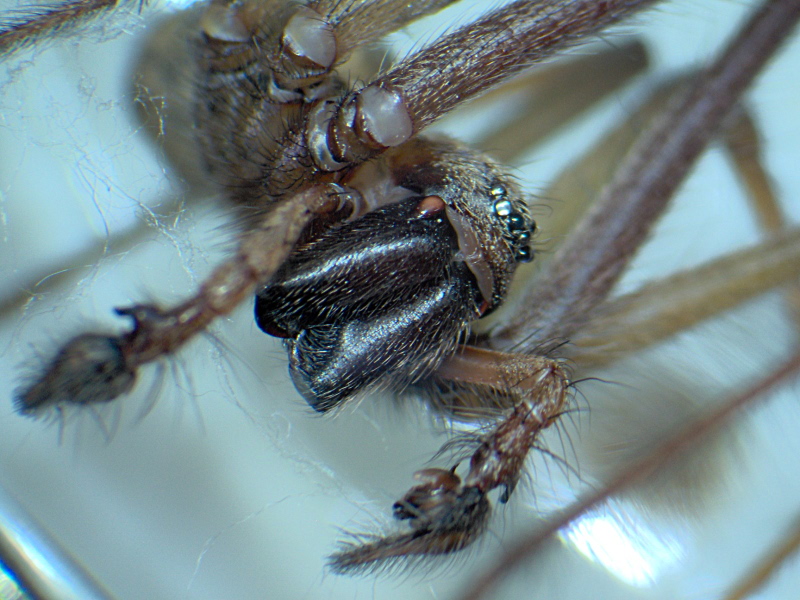 Tegenaria cf saeva - Agelenidae #5572