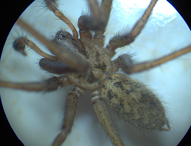 Tegenaria cf saeva - Agelenidae #5570