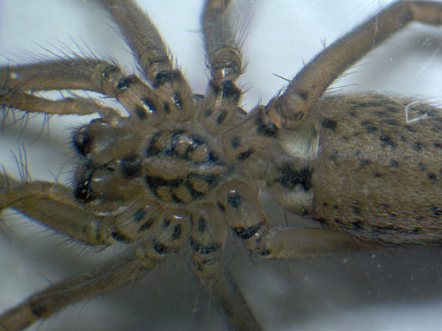 Tegenaria duellica / saeva / atrica - Agelenidae - Tégénaire #4152
