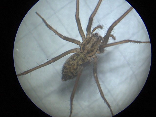 Tegenaria duellica / saeva / atrica - Agelenidae - Tégénaire #4151