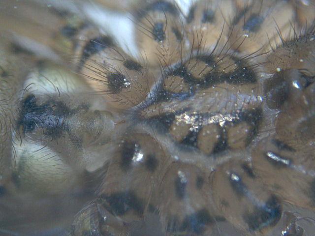 Tegenaria duellica / saeva / atrica - Agelenidae - Tégénaire #4153