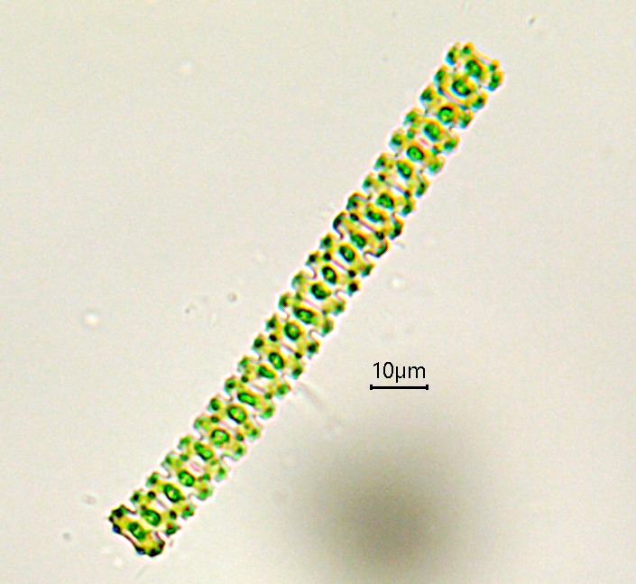 Teilingia  wallichii var. anglica #75009
