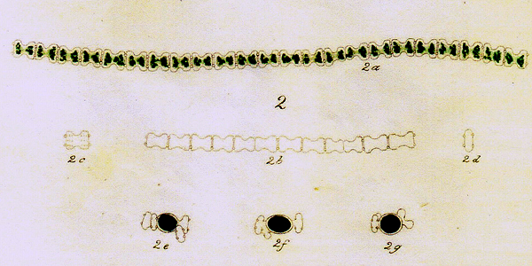 Teilingia excavata (Ralfs) Bourrelly #77602