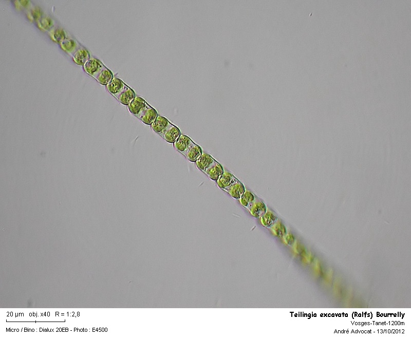 Teilingia excavata (Ralfs) Bourrelly #28498