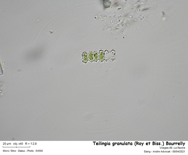 Teilingia granulata (Roy et Biss.) Bourrelly #66127