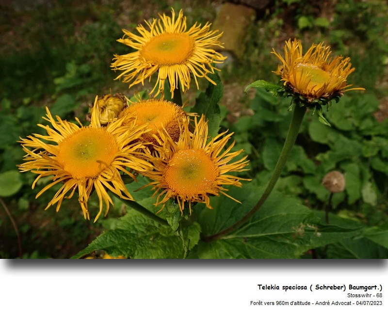 Telekia speciosa (Schreb.) Baumg. #75169
