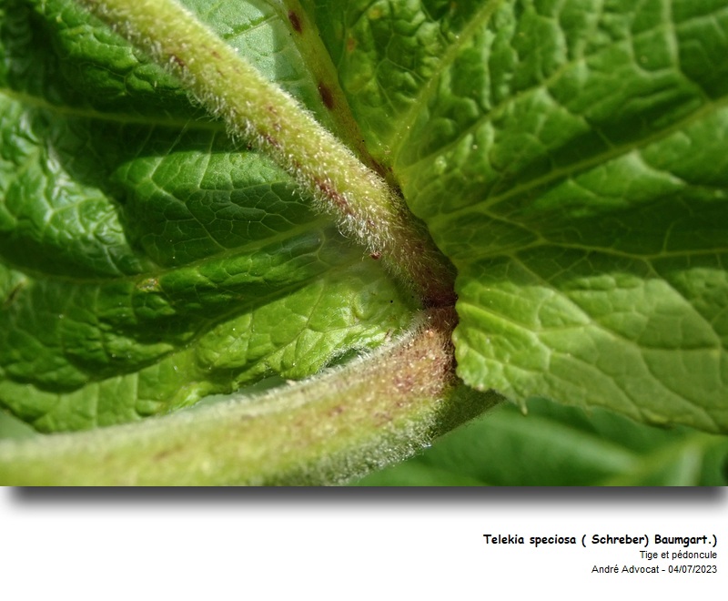 Telekia speciosa (Schreb.) Baumg. #75176