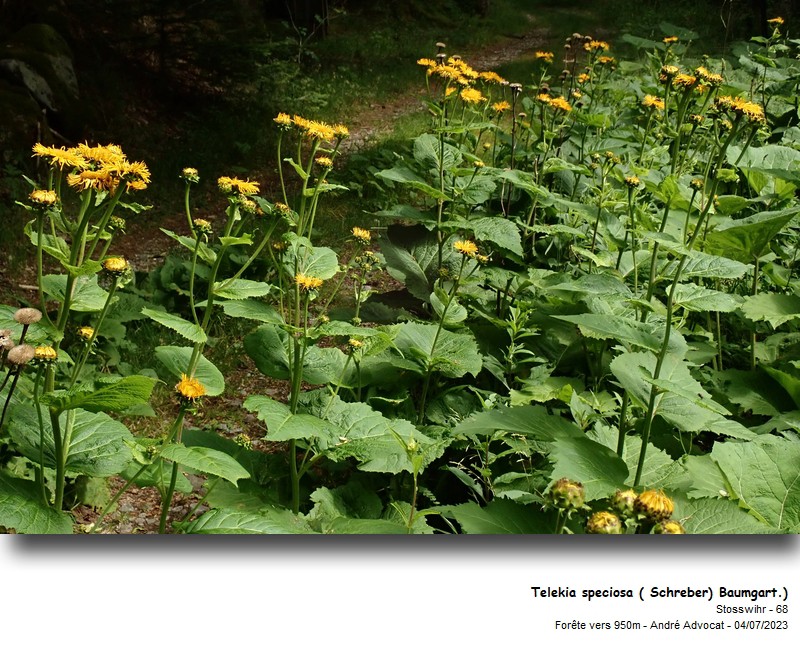 Telekia speciosa (Schreb.) Baumg. #75168