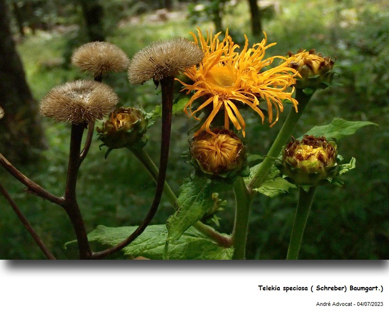 Telekia speciosa (Schreb.) Baumg. #75171