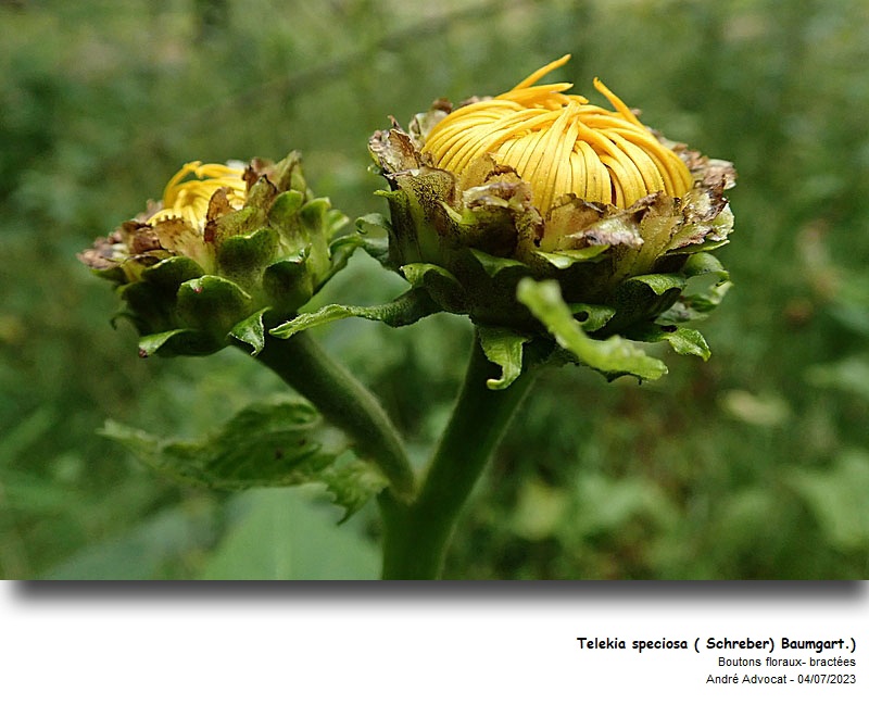 Telekia speciosa (Schreb.) Baumg. #75170