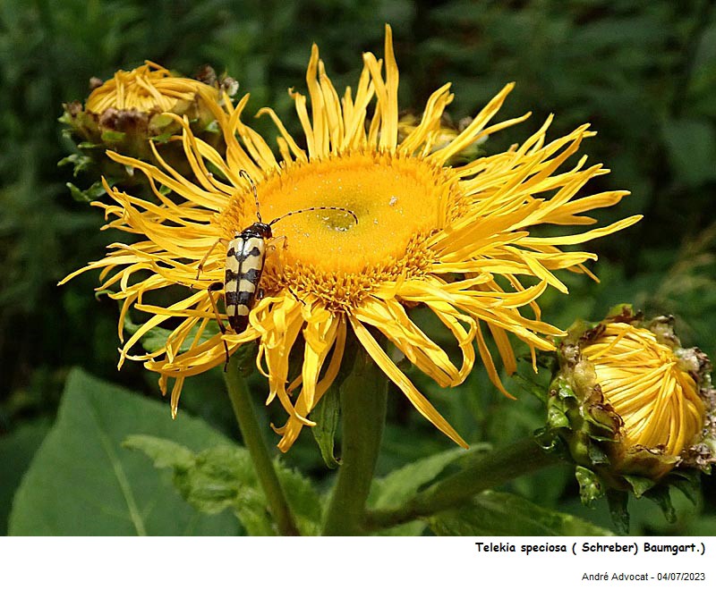 Telekia speciosa (Schreb.) Baumg. #75464
