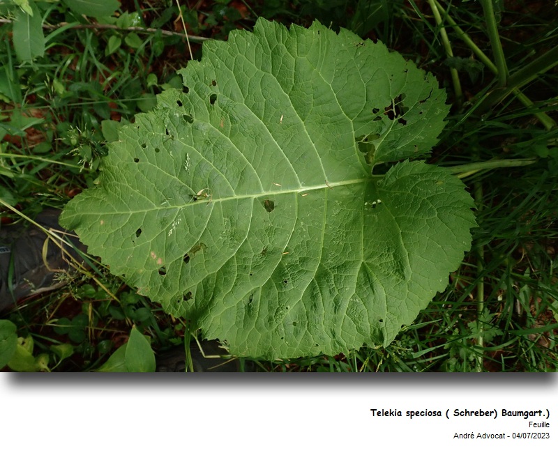 Telekia speciosa (Schreb.) Baumg. #75175