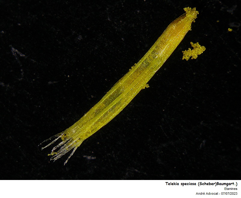 Telekia speciosa (Schreb.) Baumg. #75174