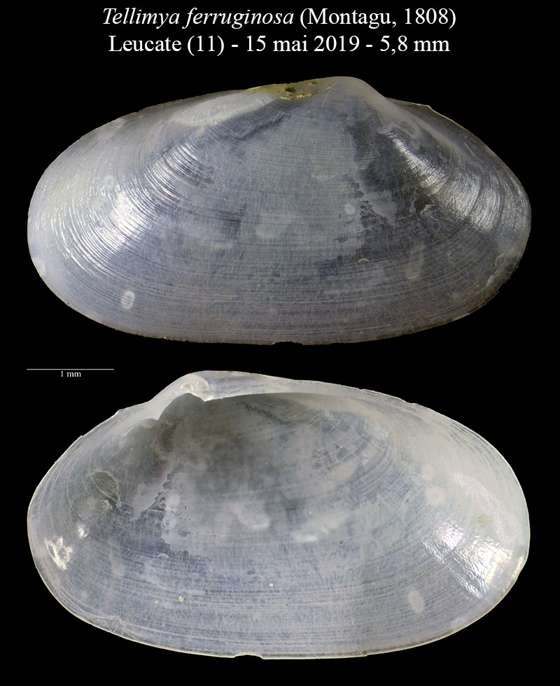 Tellimya ferruginosa #60348
