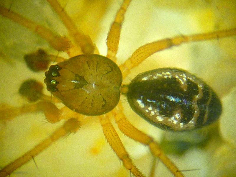 Tenuiphantes cf tenuis mâle - Linyphiidae #13195
