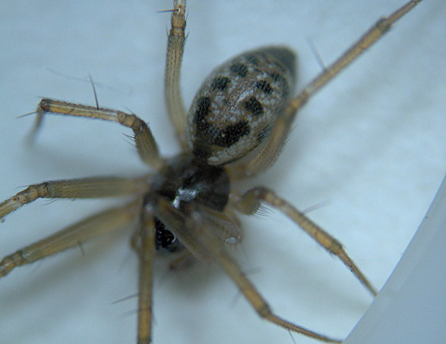 Tenuiphantes tenuis (Blackwall 1852) - Linyphiidae #4832