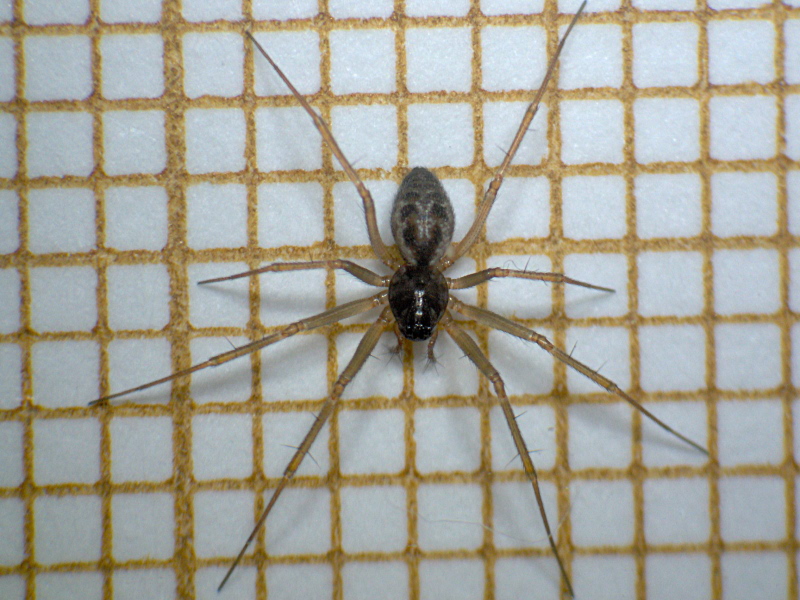 Tenuiphantes tenuis (Blackwall 1852) - Linyphiidae #6707