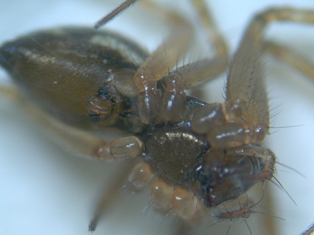 Tenuiphantes tenuis (Blackwall 1852) - Linyphiidae #4833